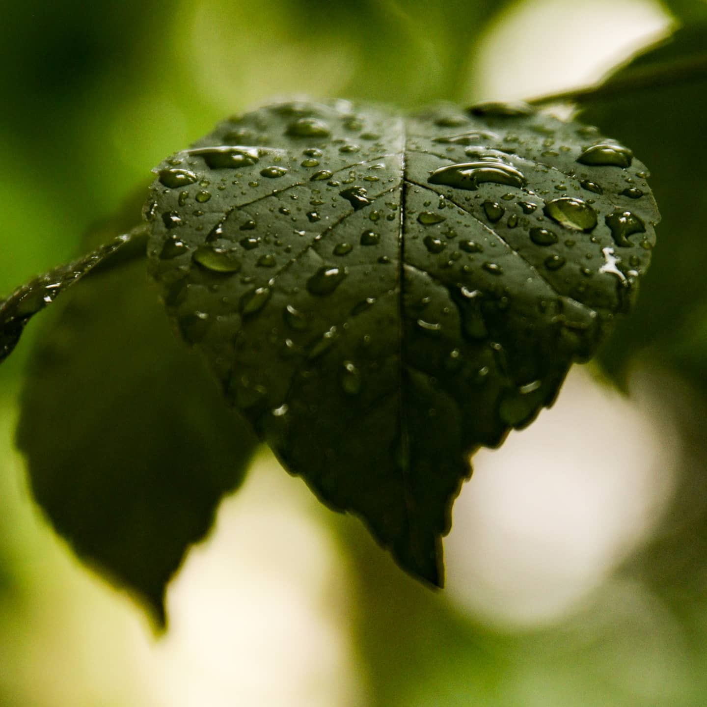 Zbliżenia. Close up na krople na liściu. Bokeh.